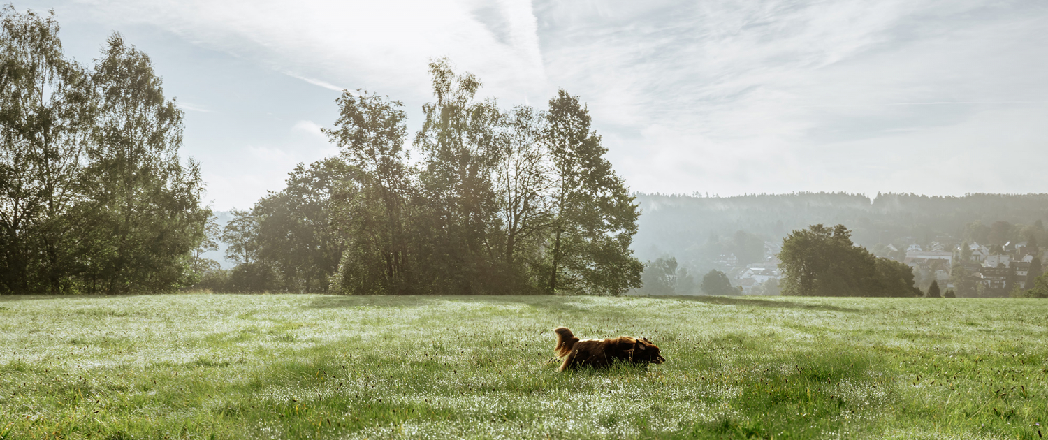 christabo junghunde_pforzheim_team-mensch-hund