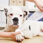 1. Hilfe beim Hund lernen