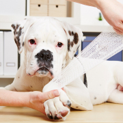 1. Hilfe beim Hund lernen