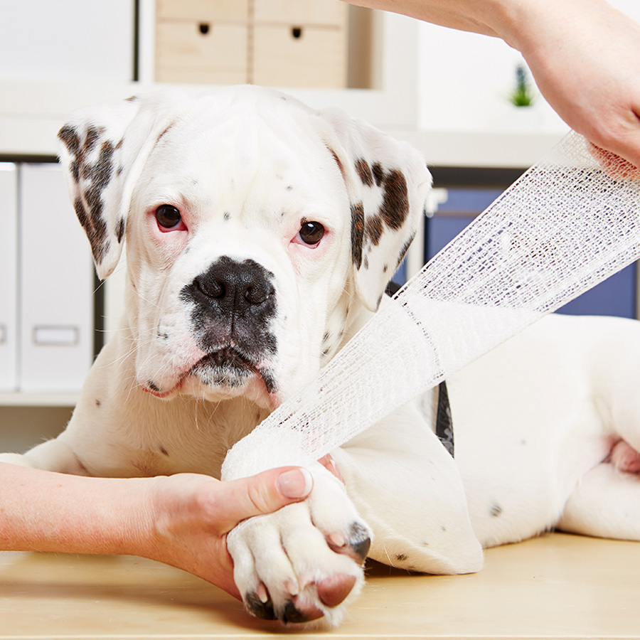 1. Hilfe beim Hund lernen