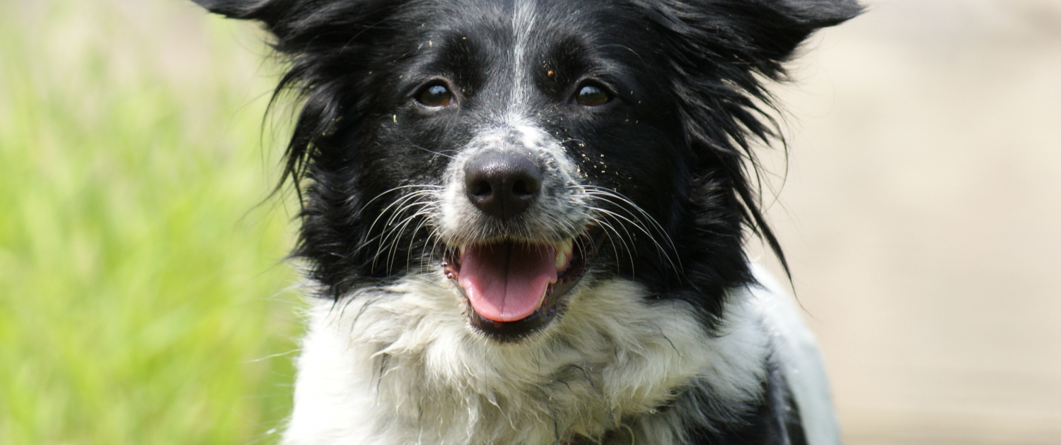 Endearing black and white dog with a sad face expression